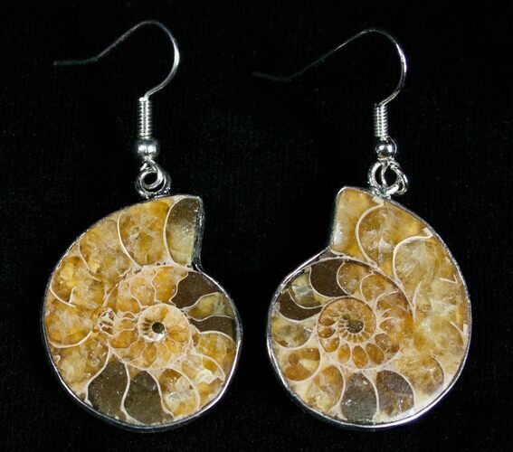 Ammonite Earrings #2713